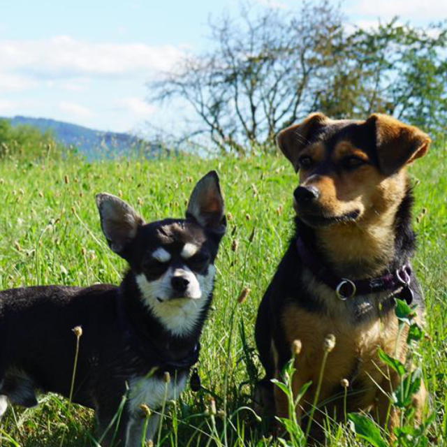 Simone Altenried Werwolf-Akademie Hundetraining