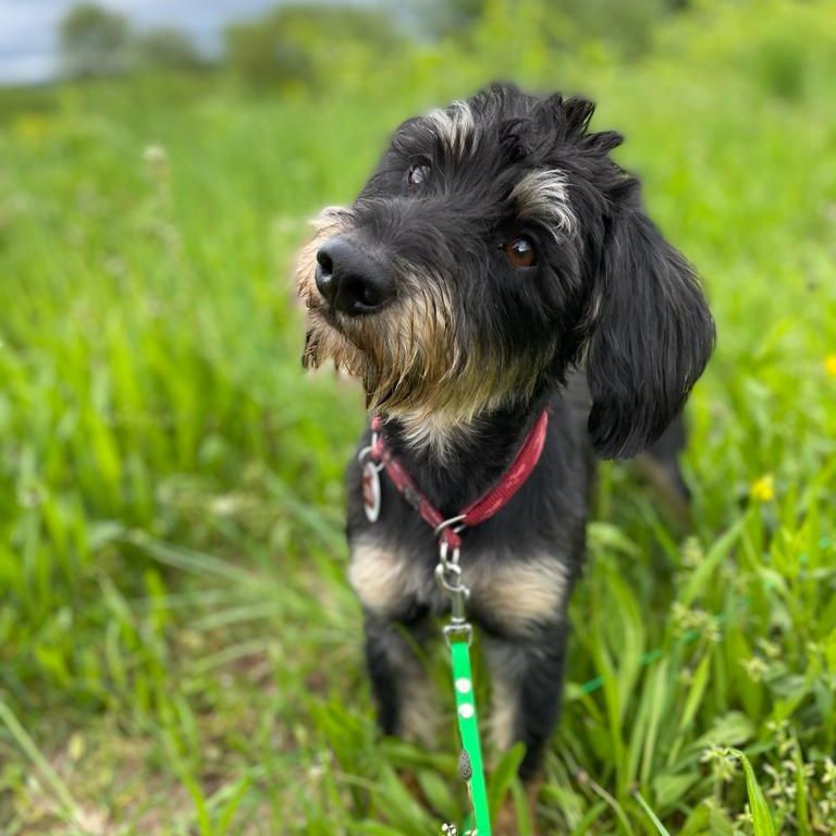 Simone Altenried Werwolf-Akademie Hundetraining