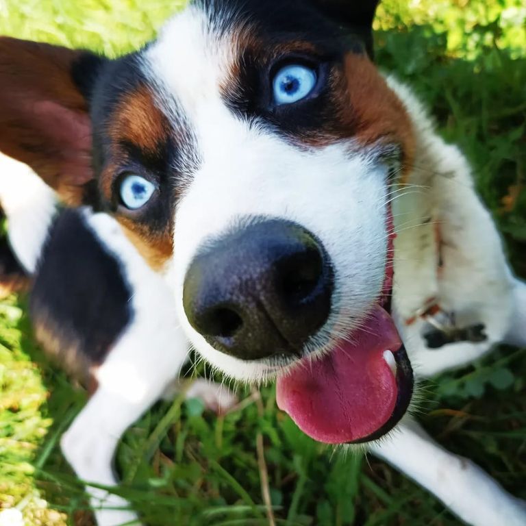 Simone Altenried Werwolf-Akademie Hundetraining