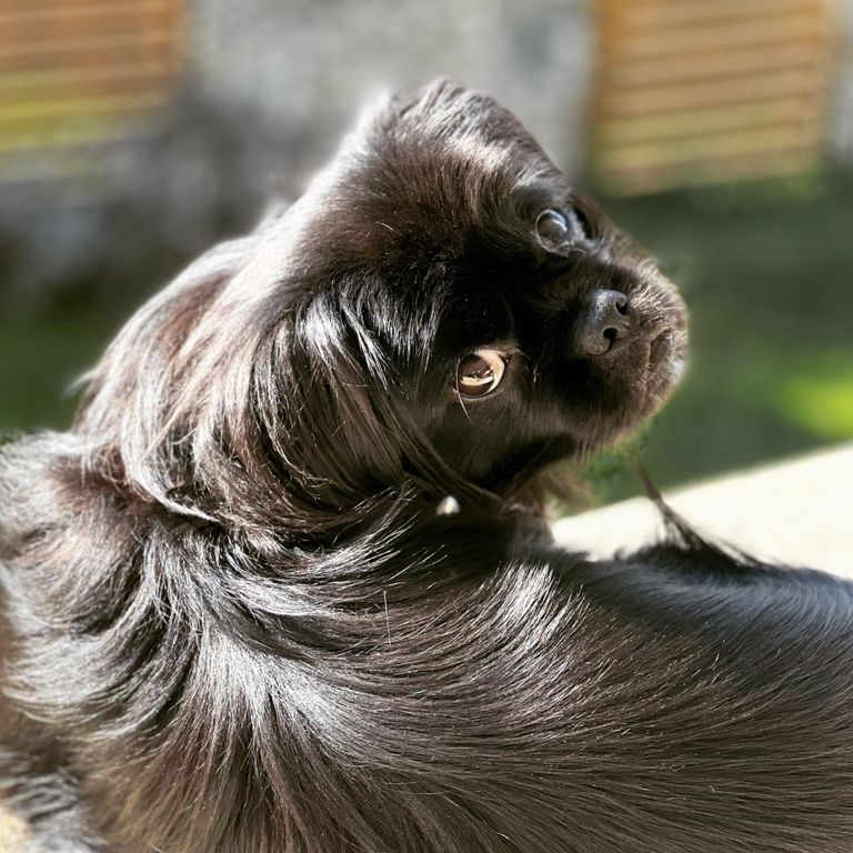 Simone Altenried Werwolf-Akademie Hundetraining