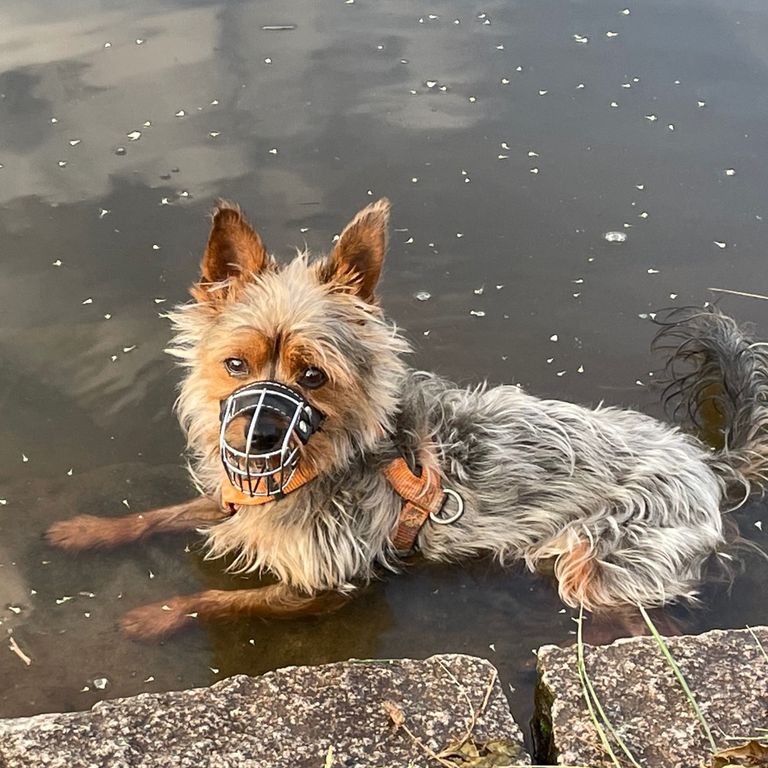 Werwolf Akademie Silkyterrier Maulkorb