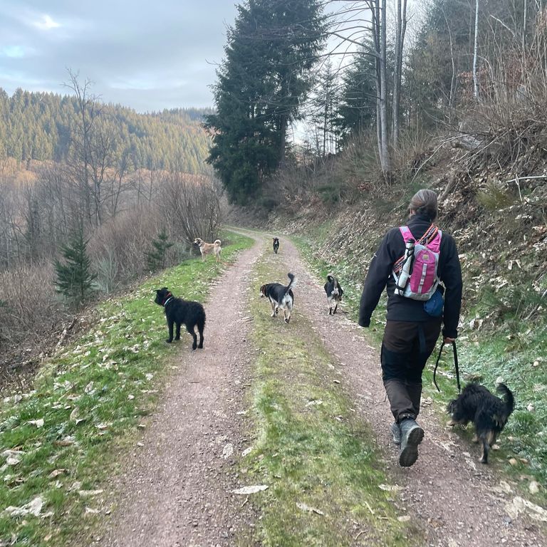 Simone Altenried Werwolf-Akademie Hundetraining