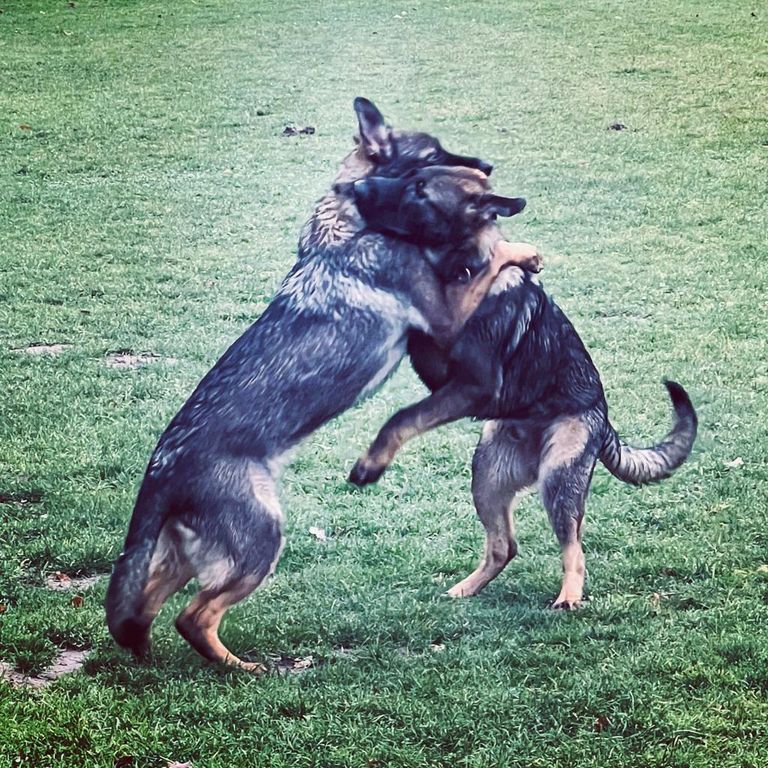 Simone Altenried Werwolf-Akademie Hundetraining Remus