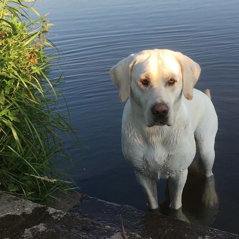 Simone Altenried Werwolf-Akademie Hundetraining