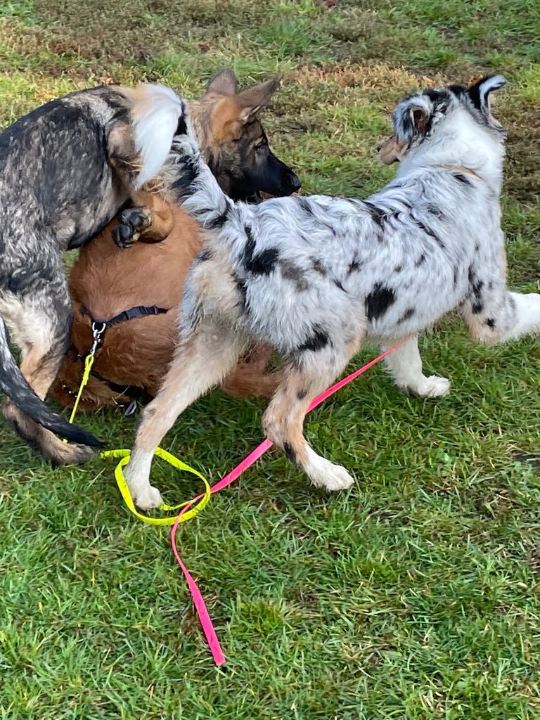 Simone Altenried Werwolf-Akademie Hundetraining