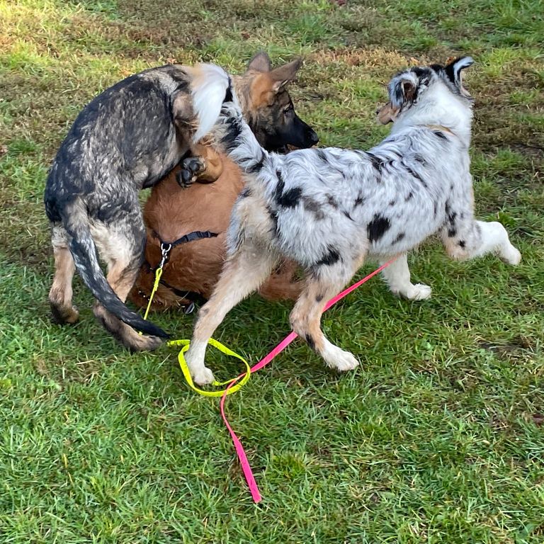 Simone Altenried Werwolf-Akademie Hundetraining