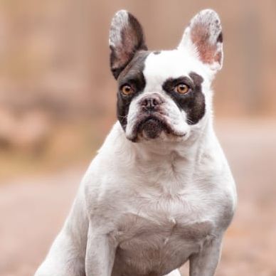 Simone Altenried Werwolf-Akademie Hundetraining