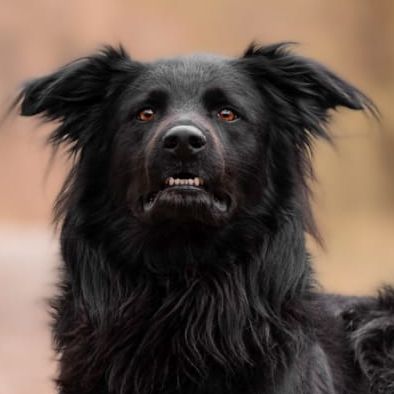 Simone Altenried Werwolf-Akademie Hundetraining