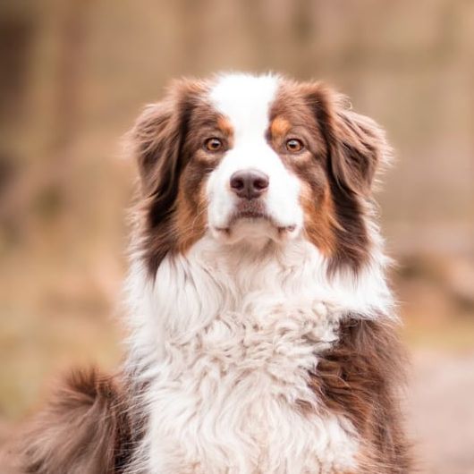 Simone Altenried Werwolf-Akademie Hundetraining