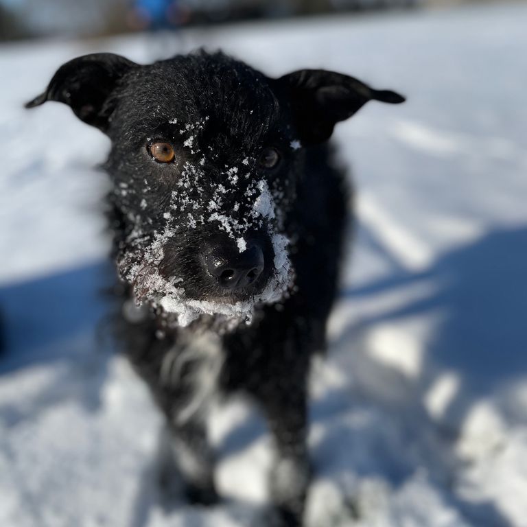 Simone Altenried Werwolf-Akademie Hundetraining