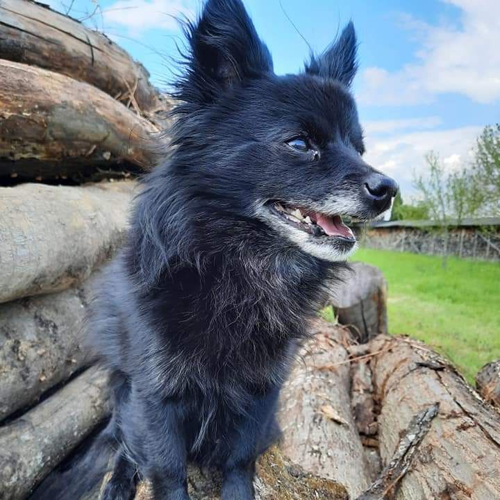 Simone Altenried Werwolf-Akademie Hundetraining