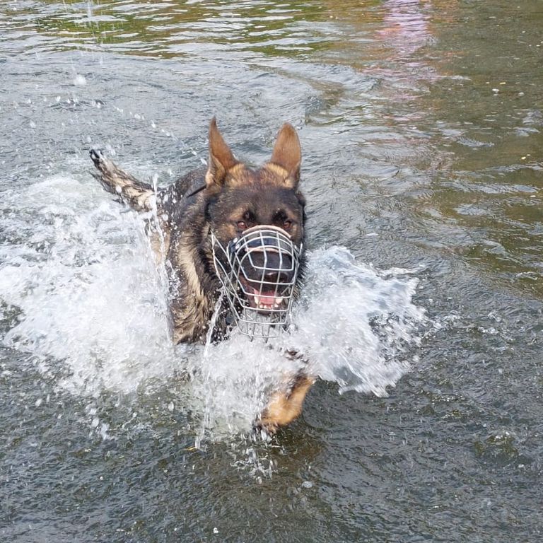 Simone Altenried Werwolf-Akademie Hundetraining Maulkorb