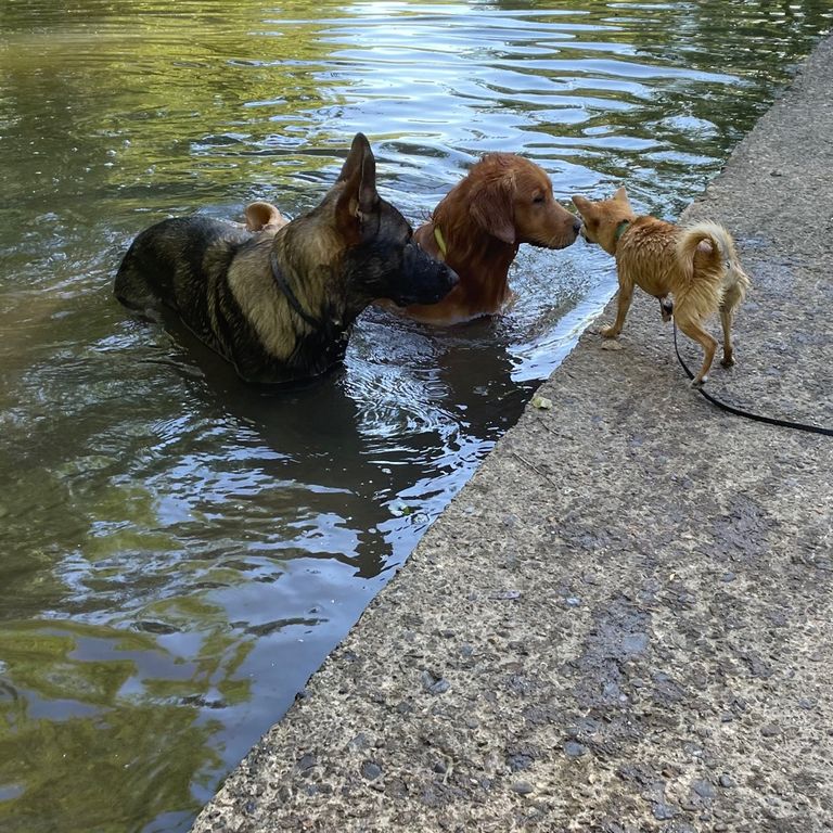 Simone Altenried Werwolf-Akademie Hundetraining Hundeschule