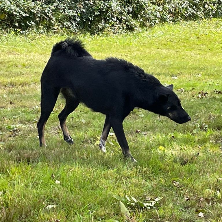 Simone Altenried Werwolf-Akademie Hundetraining