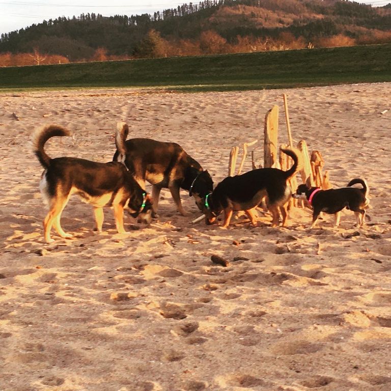 Simone Altenried Werwolf-Akademie Hundetraining