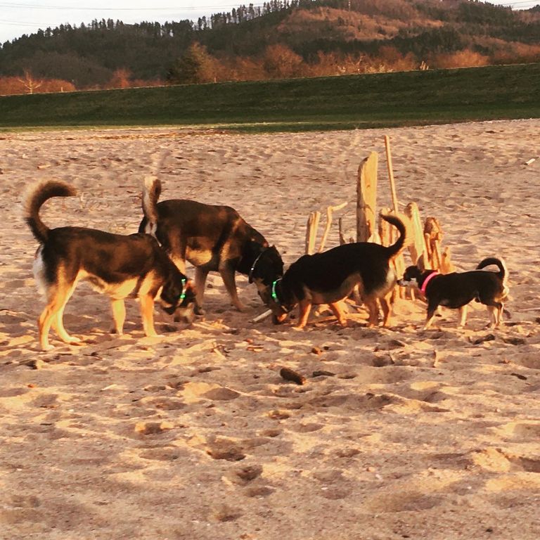 Simone Altenried Werwolf-Akademie Hundeschule